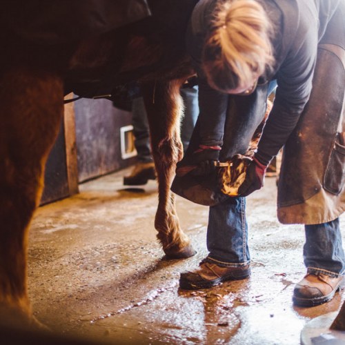 EM Farrier measuring