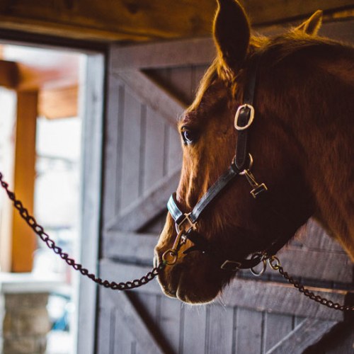 Horse looking out the barn