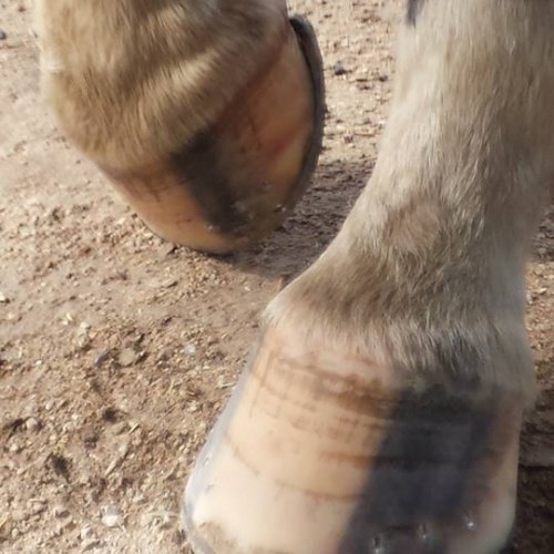 certified horse shoeing-Heartland