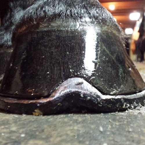 EM Farrier  handmade shoe close up