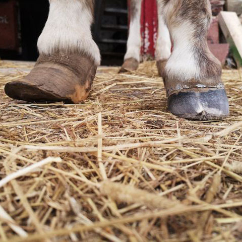 hoof difference
